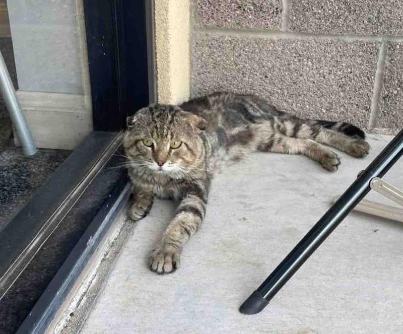 ショッピングセンターで助けを待っていた猫