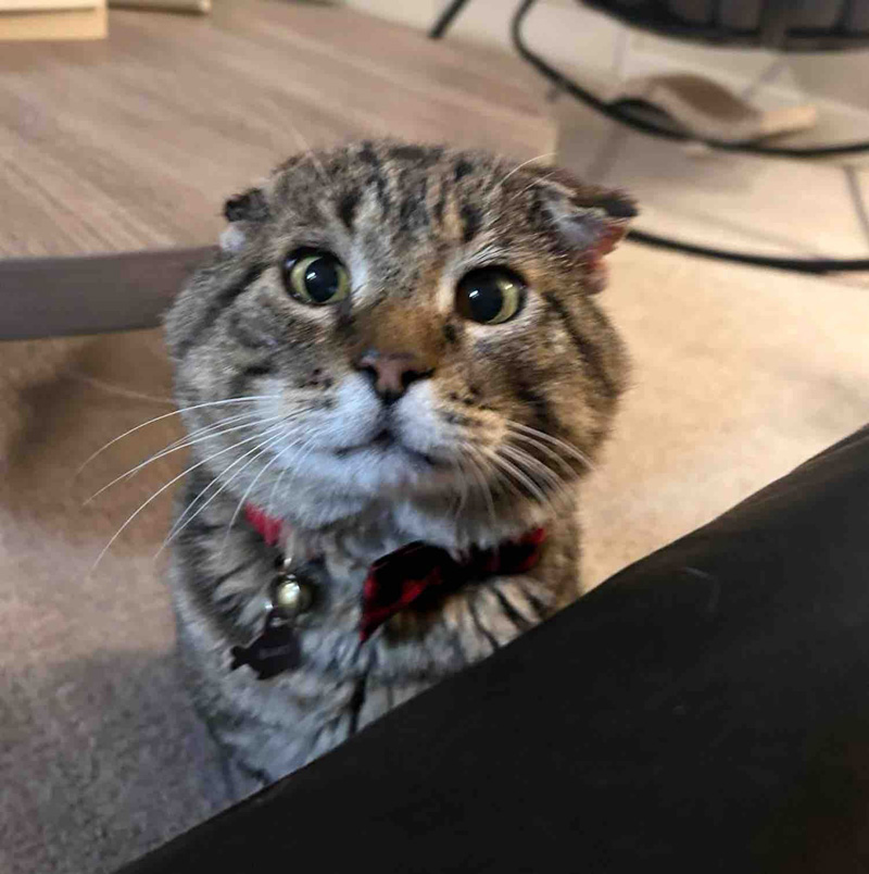 ふっくらした猫