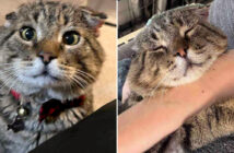 保護されて幸せになった猫