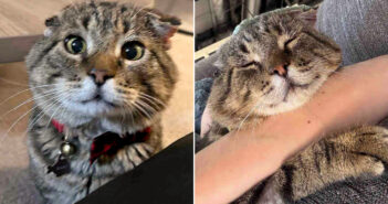 保護されて幸せになった猫