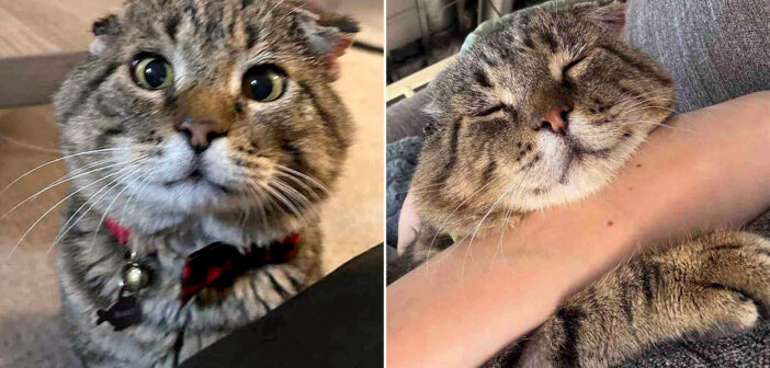 保護されて幸せになった猫