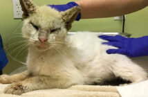 目が閉じられた猫