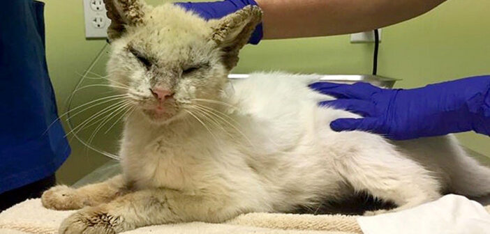 病気によって両目が閉じられていた猫。保護されて再び目が開くと、その美しい瞳でみんなを驚かせる！