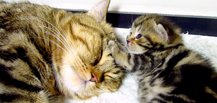 可愛い猫の親子