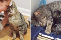 仲良くなった猫