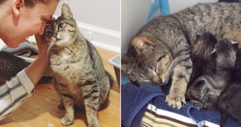 仲良くなった猫