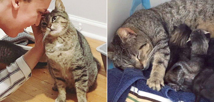 仲良くなった猫