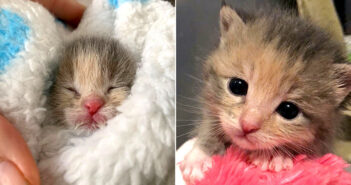 工事現場のそばで空腹に耐えきれず鳴いていた子猫。目も開いていなかった子猫が、幸せそうに成長していく姿に心が温まる 幼い子猫