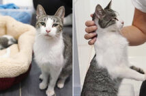 保護された母猫