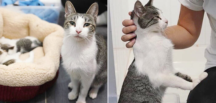 保護された母猫