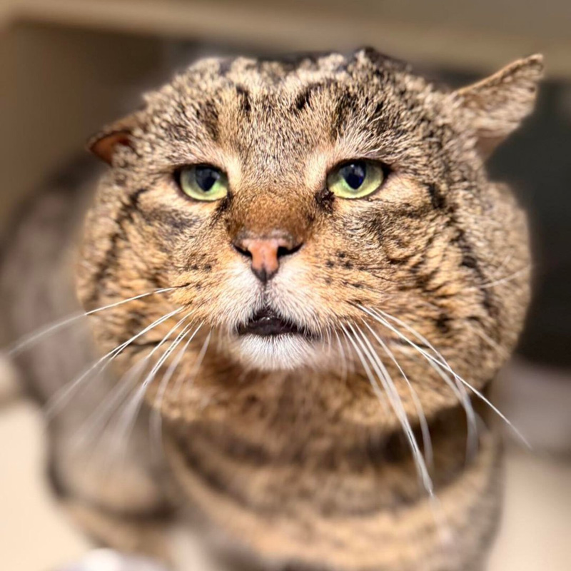 大きなほっぺの猫