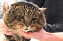 大きなほっぺを持った猫