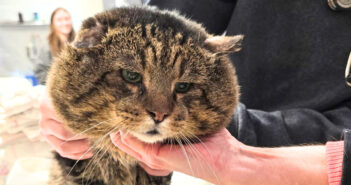 大きなほっぺを持った猫