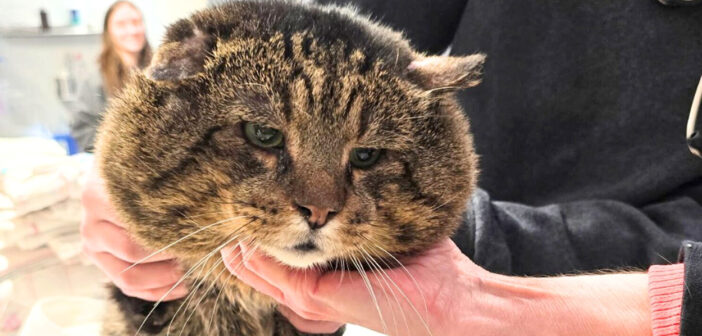 大きなほっぺを持った猫