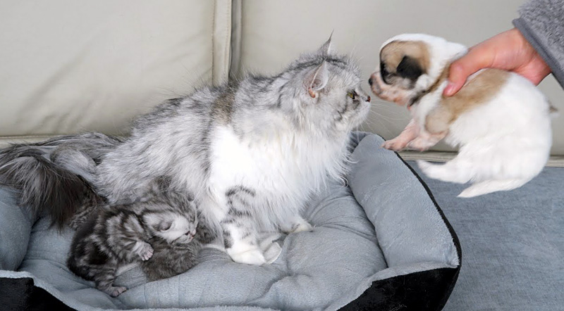 子犬に初めて会った母猫