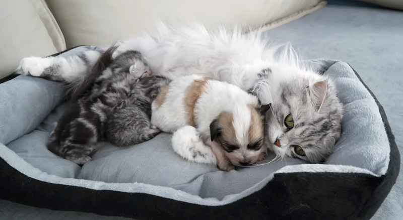 子犬を温かく受け入れる母猫