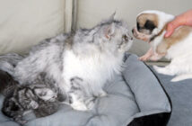 見捨てられた子犬に初めて会った母猫