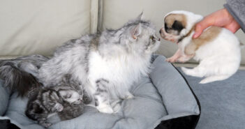 見捨てられた子犬に初めて会った母猫