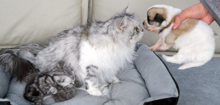 見捨てられた子犬に初めて会った母猫