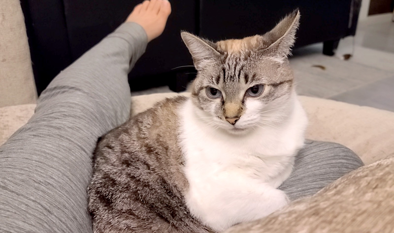 飼い主さんの上に座った猫