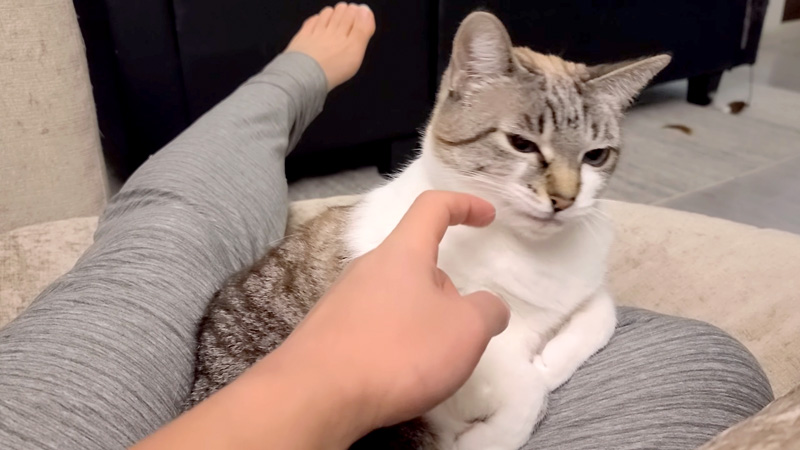 ナデナデを拒否する猫