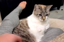 座るけど撫でさせてくれない猫