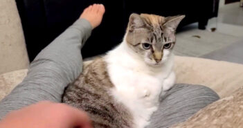 「私はあなたの上に座りますが、あなたが私を撫でることは許されていません」理不尽な猫の常識に飼い主さんも思わず困惑