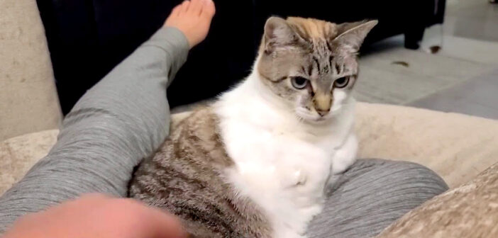 座るけど撫でさせてくれない猫