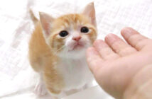 手レベーターに乗りたい子猫