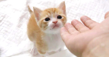 手レベーターに乗りたい子猫