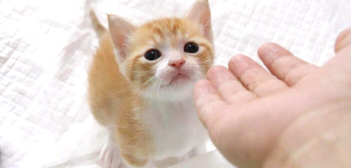 手レベーターに乗りたい子猫