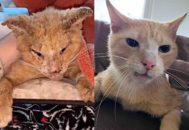 ボロボロの状態で路上で見つかった猫。2ヶ月間で驚くほどの変化を遂げ