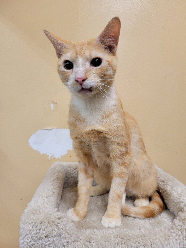 ボロボロの状態で路上で見つかった猫。2ヶ月間で驚くほどの変化を遂げ