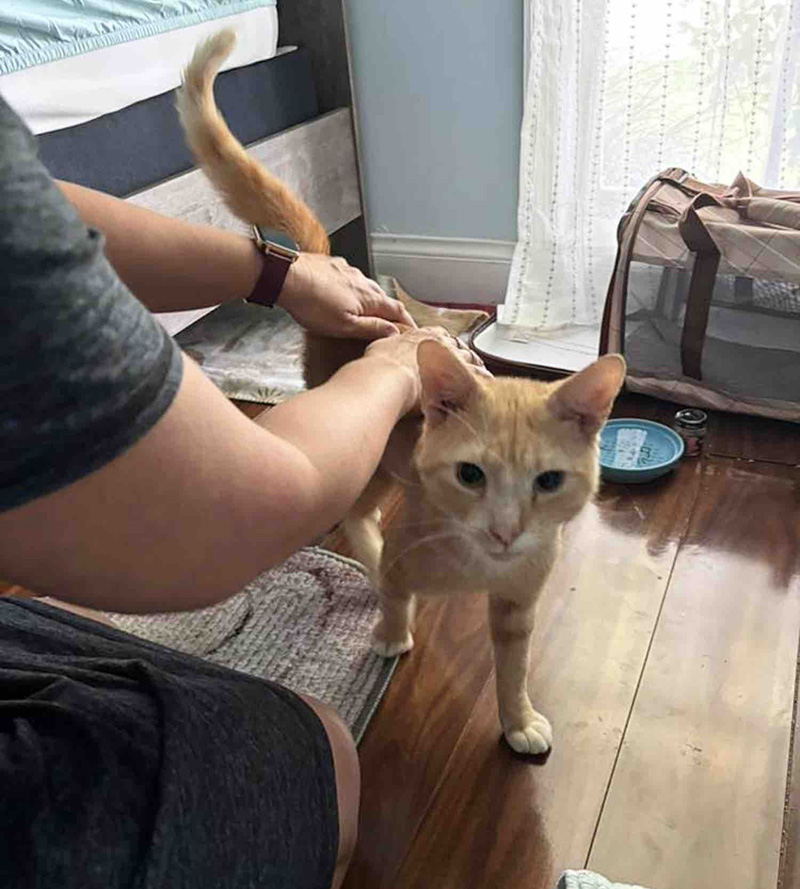 幸せになった猫