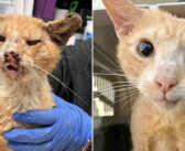 ボロボロの状態で路上で見つかった猫。2ヶ月間で驚くほどの変化を遂げて、どんな時も幸せそうに喉を鳴らし続ける