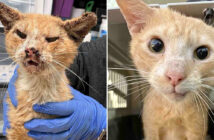 ボロボロの状態で保護された猫