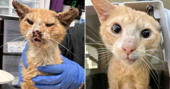 ボロボロの状態で保護された猫