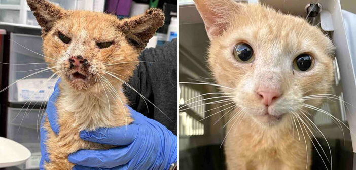 ボロボロの状態で路上で見つかった猫。2ヶ月間で驚くほどの変化を遂げて、どんな時も幸せそうに喉を鳴らし続ける