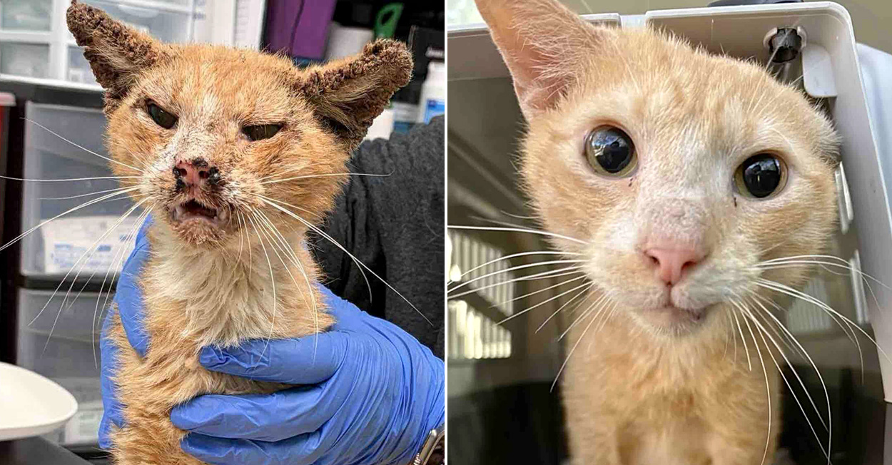 ボロボロねこ ボロボロの状態で路上で見つかった猫。2ヶ月間で驚くほどの変化を遂げ