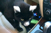 不思議な柄の猫