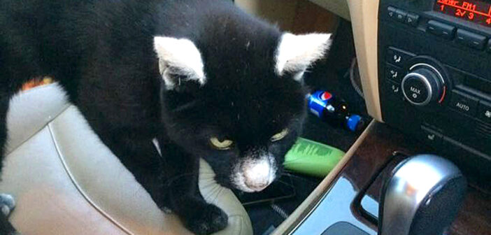 不思議な柄の猫