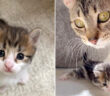猫の親子