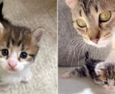 生まれた時から前足がねじれていた子猫。お母さんに励まされながら歩くことを学び、ついに4本足で歩けるようになる！