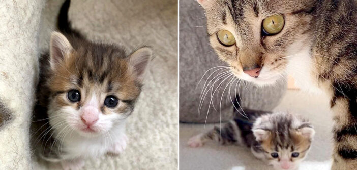 生まれた時から前足がねじれていた子猫。お母さんに励まされながら歩くことを学び、ついに4本足で歩けるようになる！