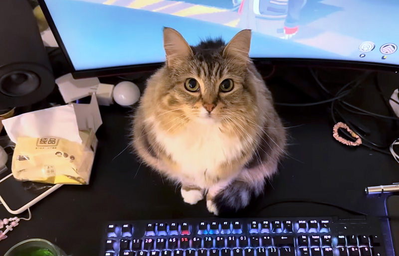 かまって欲しい猫