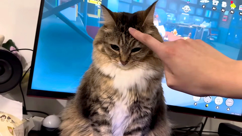 ナデナデされる猫