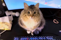 かまって欲しい猫