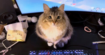 「私がいるのに、どうしてパソコンで遊ぶの？」とジッと見つめてきた猫さん。かまってあげると可愛すぎる光景が ( *´艸｀)