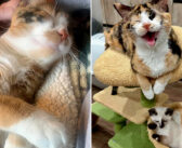 7匹の子猫達と一緒に救い出された母猫。数ヶ月後、自分が受けた愛情を出会った人達全てに返す姿に心が温まる