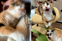 保護された猫の親子